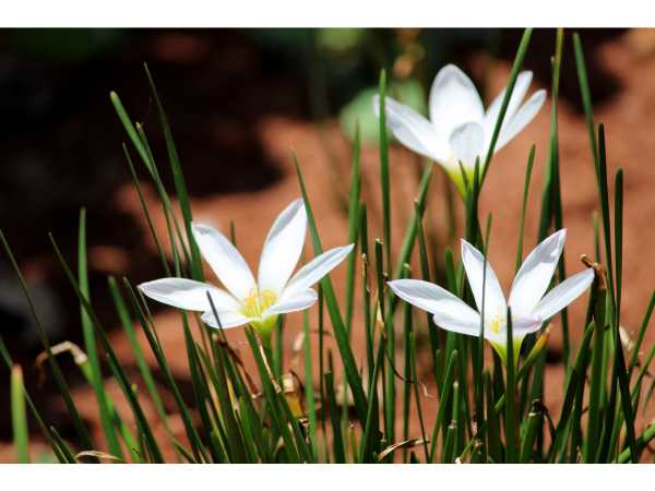 Rain Lily