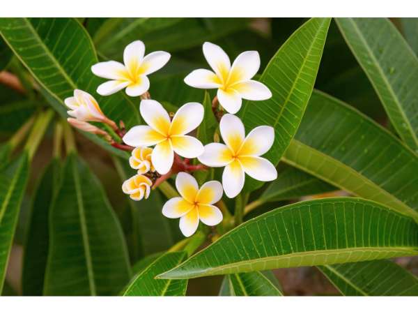 White Frangipani