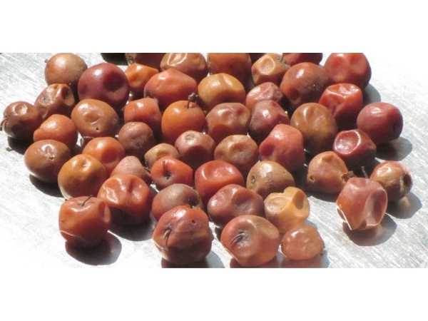 Apple Ber (Red)