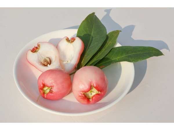Apple - Malayan