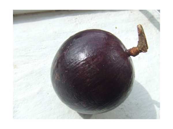 Milk Fruit (Purple)