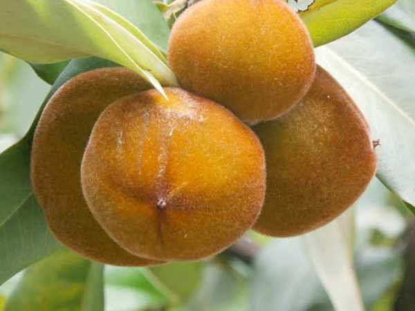 Apple - Velvet