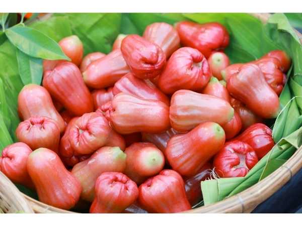 Apple - Water Apple (Dalhari Chamba)