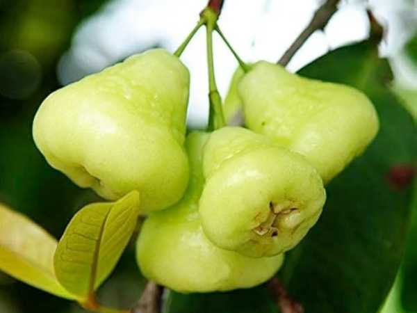 Apple - Water Apple (Green)