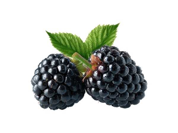 Berry - Blackberry