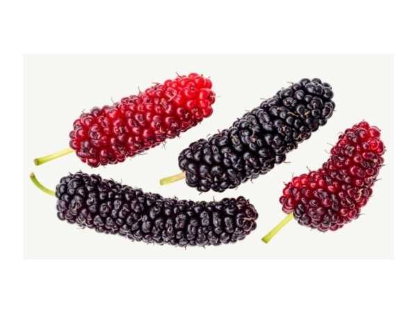 Berry - Brazilian Long Mulberry