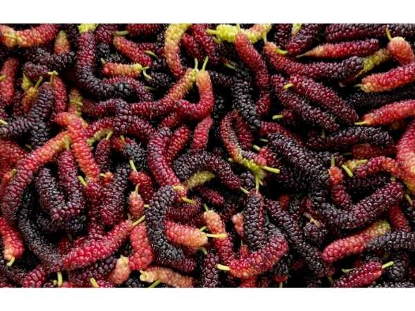 Berry - Himalayan Mulberry