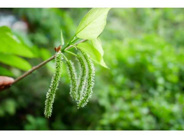 Berry - Long Mulberry