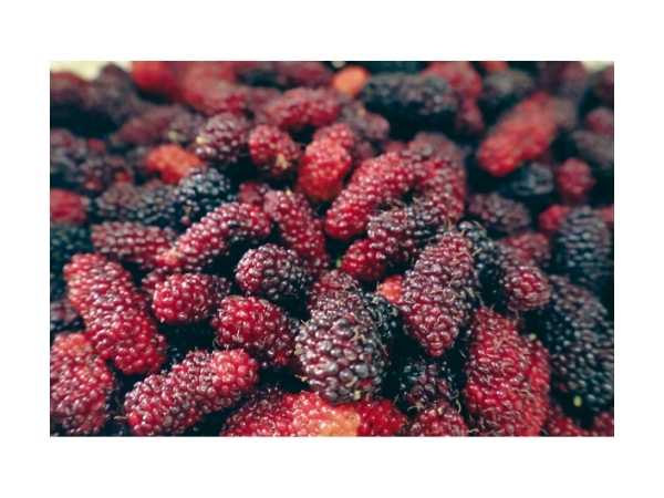 Berry - Mulberry