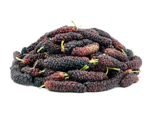 Berry - Pakistan Mulberry