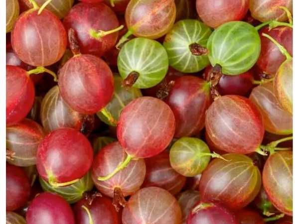 Berry - Red Gooseberry / Amla