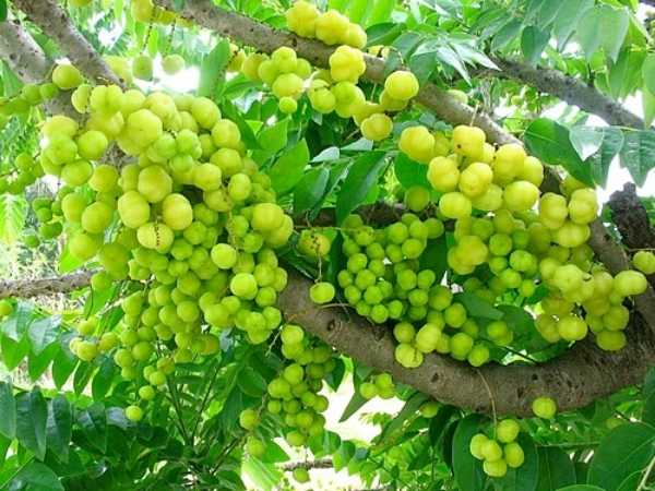 Berry - Star Gooseberry