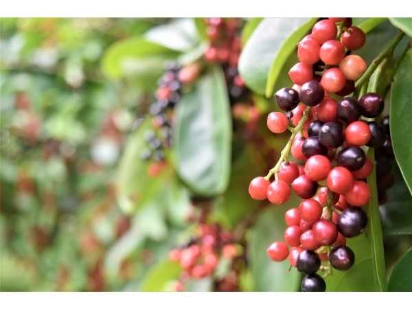 Bignay / Currant Tree Fruit