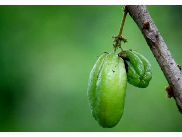 Bilimbi