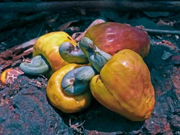Cashew Nut
