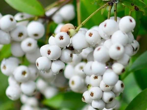 Cat Eye Fruit