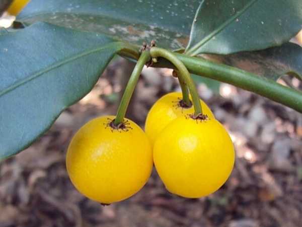 Cherry - Baraba / Lemon Drop Mangosteen