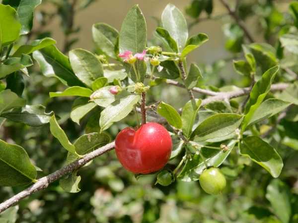 Cherry - Barbados