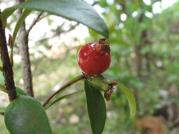 Cherry - Cedar Bay