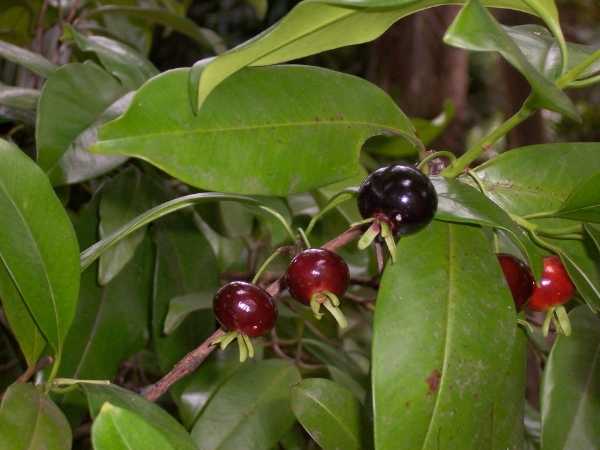 Cherry - Grumichama / Brazil Cherry