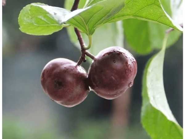 Cherry - Manila Tennis Ball