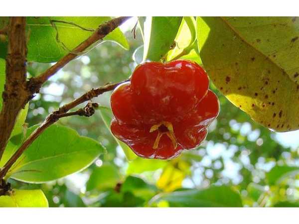 Cherry - Red Surinam