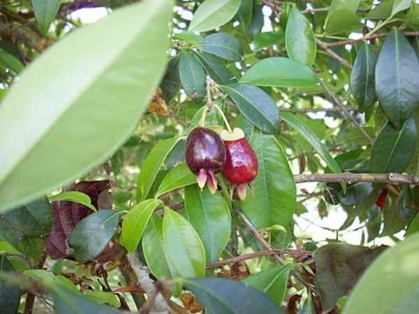Cherry - Cherry of the Rio Grande