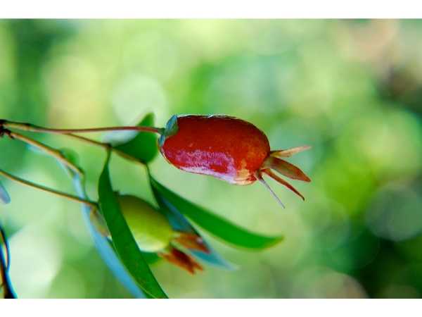 Cherry - Savannah