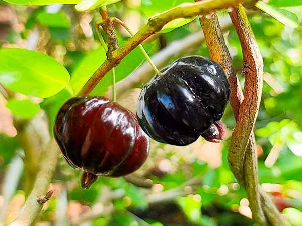 Cherry - Surinam Black