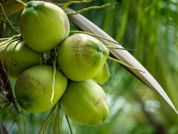 Coconut