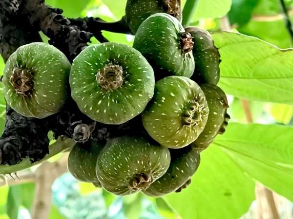Fig - Elephant Ear / Timla