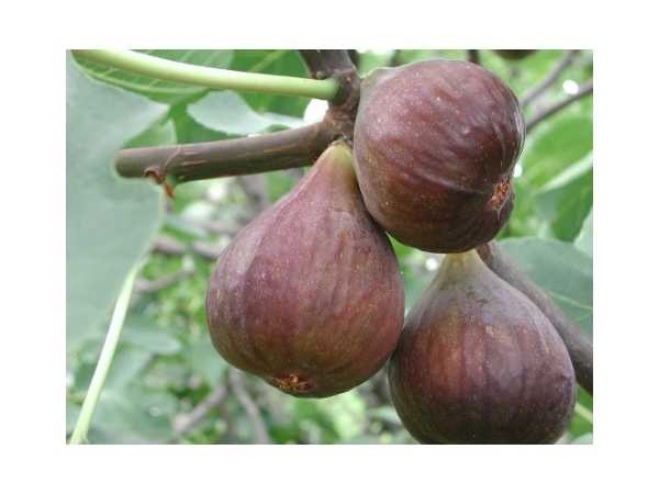 Fig - Pune Red