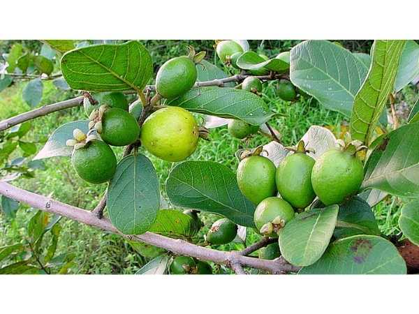 Guava - Grape