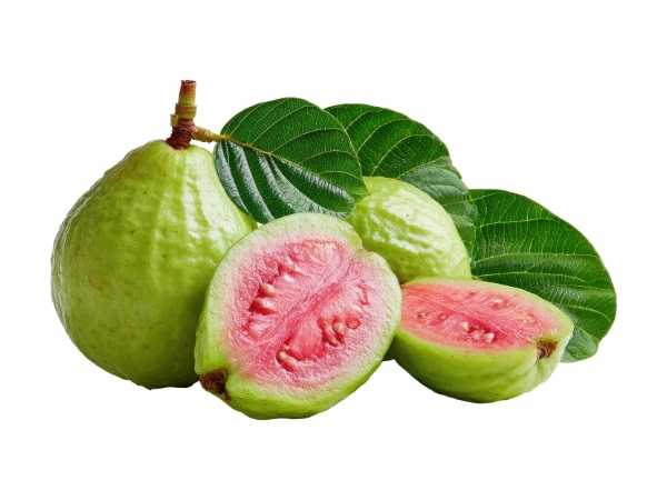 Guava - L-49