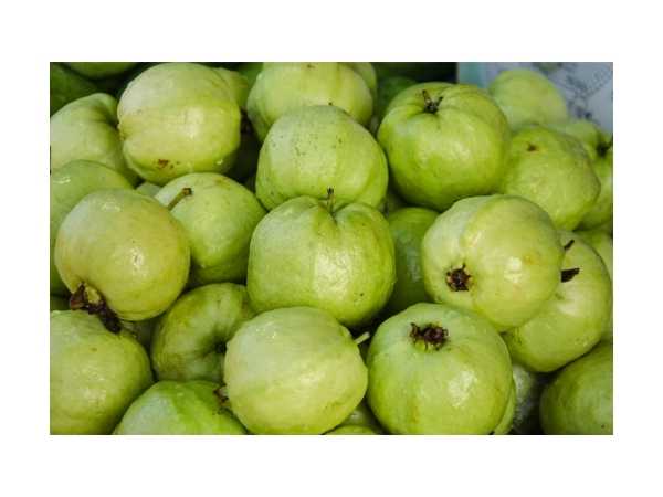 Guava - Native