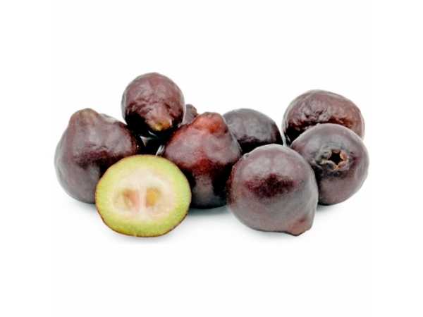 Guava - Purple Forest
