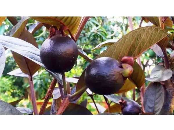 Guava - Small Beetroot