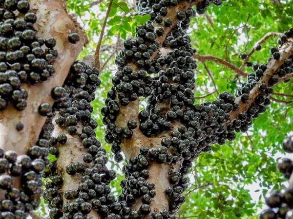 Jaboticaba / Brazilian Grape