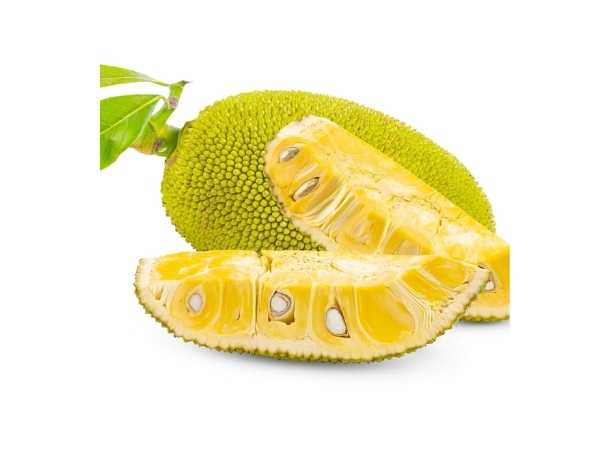 Jackfruit - J-33