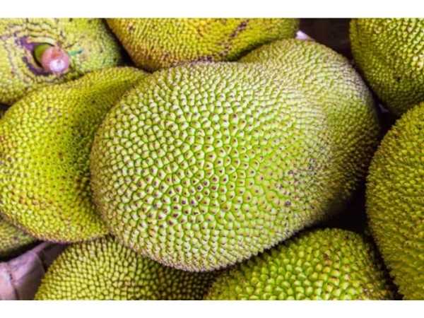 Pam Ruti Jackfruit - Panruti - Artocarpus heterophyllus | ArkFarm