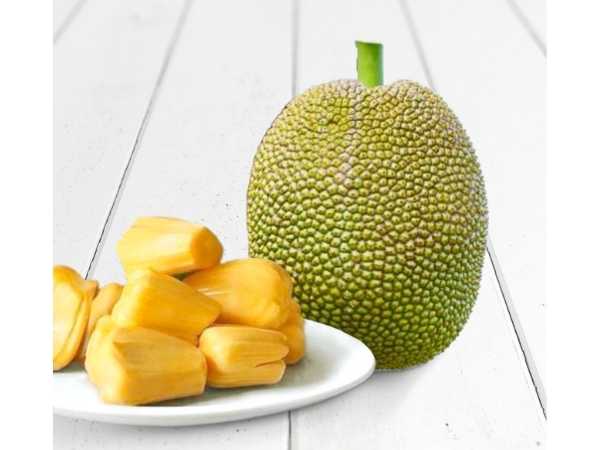 Jackfruit - Vietnam Super Early