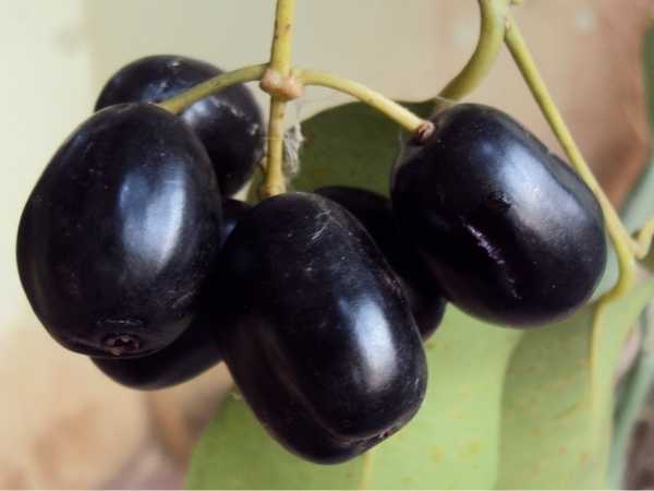 Jamun - Jumbo Jamun / Bardoli