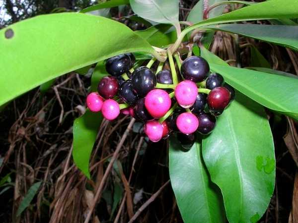 Jamun - Killi Naval