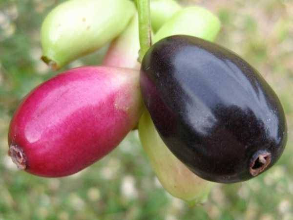 Jamun - Thai King