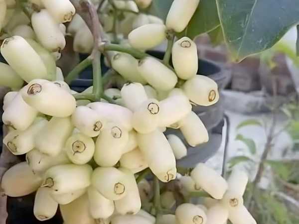 Jamun - White Jamun