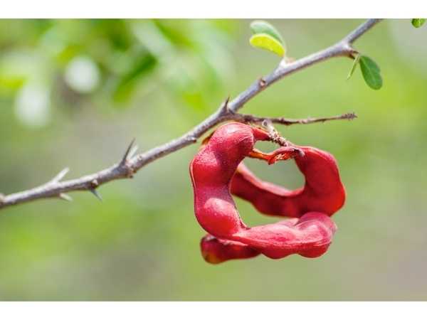 Kodakapuli / Manila Tamarind
