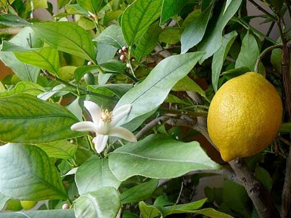 Lemon - Native