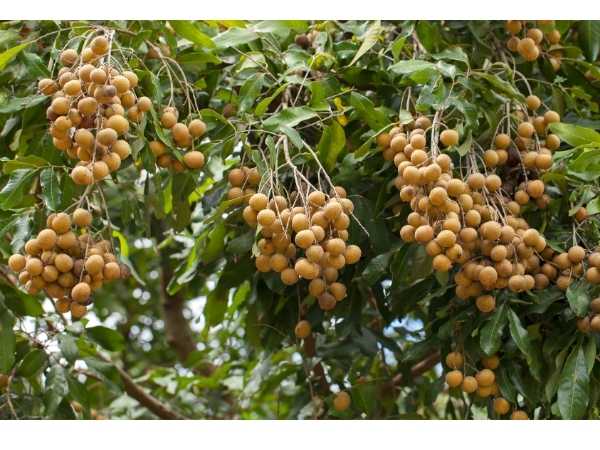 Longan - Diamond River