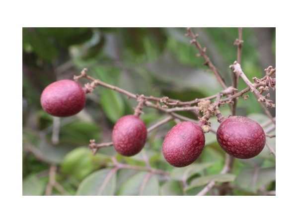 Longan - Ruby