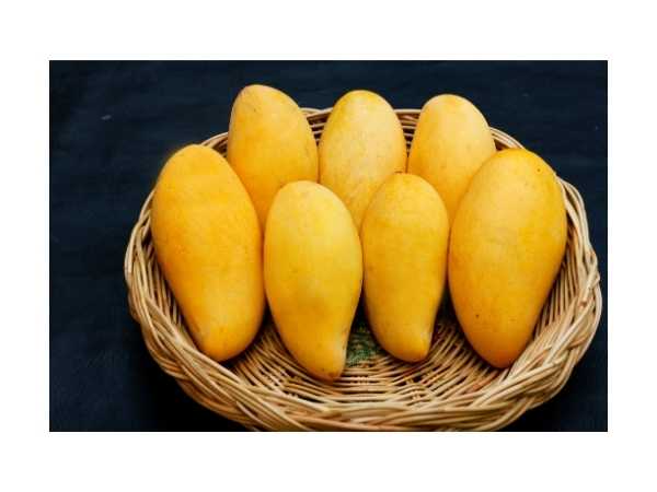 Mango - Malkova